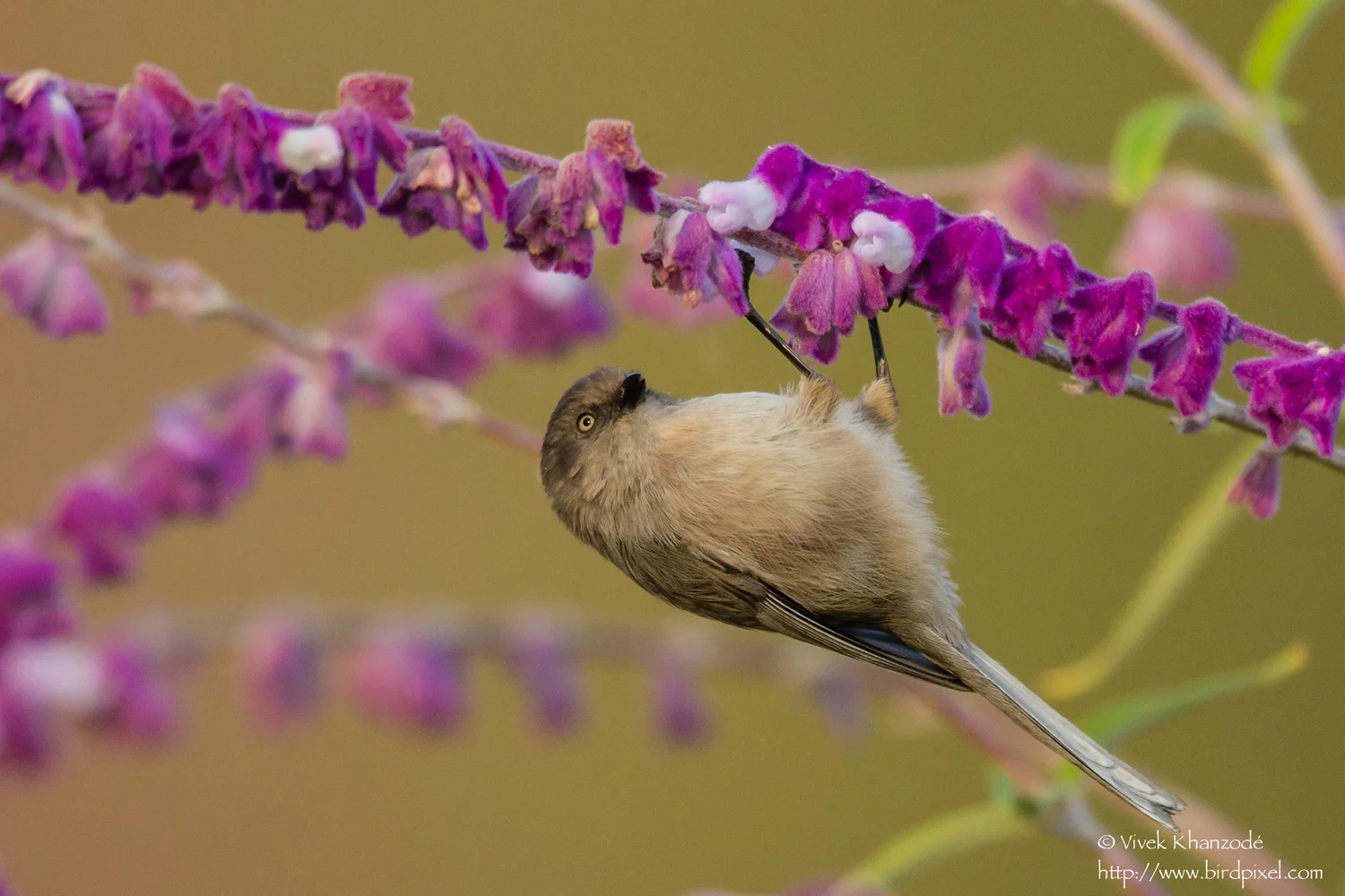 Bushtit — Santa Clara Valley Bird Alliance